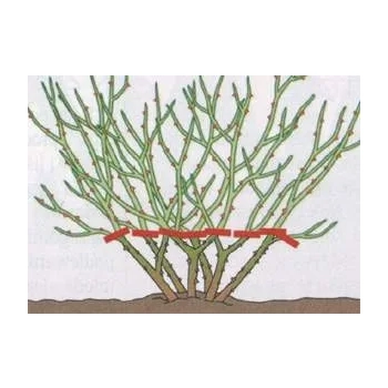 RÓŻA okrywowa Pakiet 8 sztuk - sadzonki 20 / 30 cm